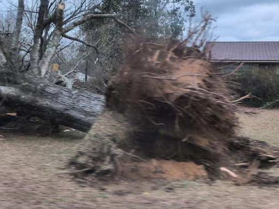 The storms that passed through the area over the weekend did significant damage, including uprooting this mature tree in a yard in Moundville.