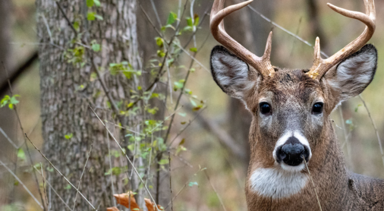 deer season